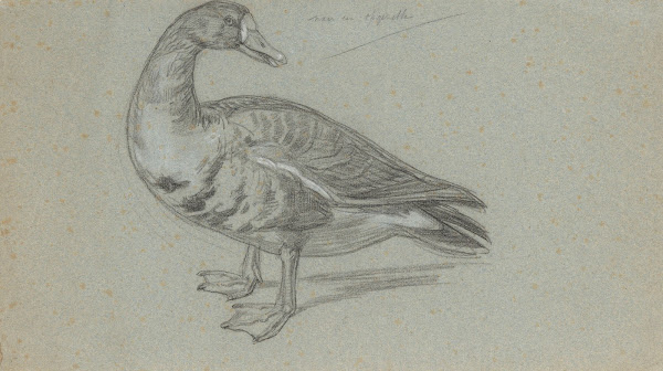 Schets van een opgezette eend 1848   1927