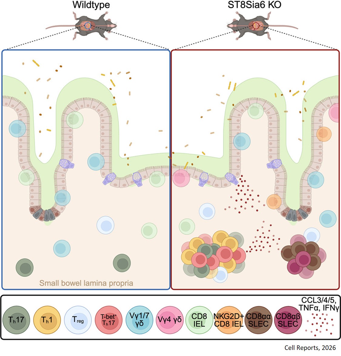 ST8Sia6-dependent glycosylation restrains gut inflammation and pathogenic Th1 and Th17 programs