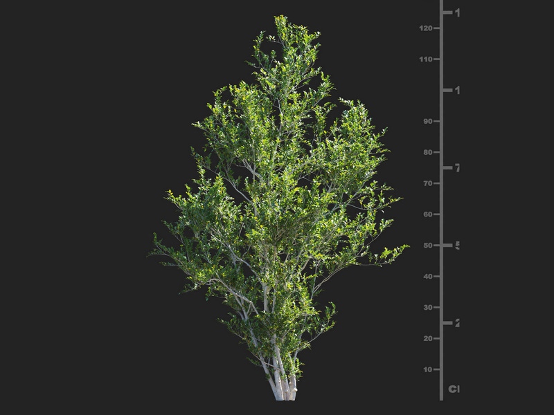 Maxtree - Plant Models Vol.112