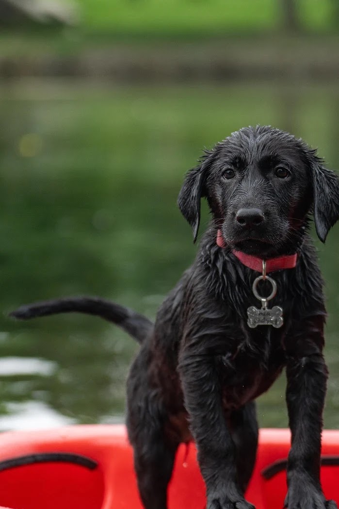 반려동물 보험료 절감 노하우와 가입 시기별 전략