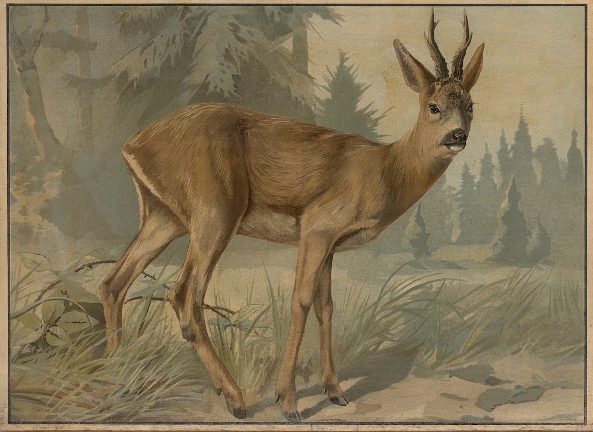 Deer 1895