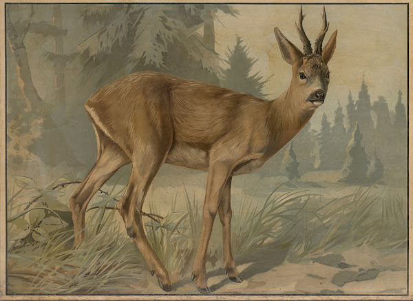 Deer 1895