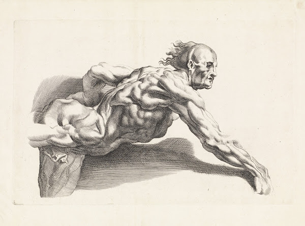 Anatomical study of a man leaning forward 1616   1657