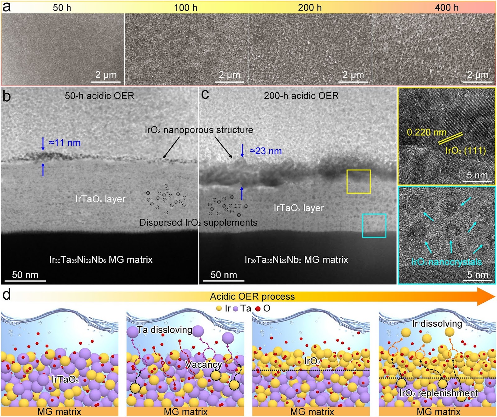 Durable Acidic Oxygen Evolution Via Self-Construction of Iridium Oxide/Iridium-Tantalum Oxide Bi-Layer Nanostructure with Dynamic Replenishment of Active Sites
