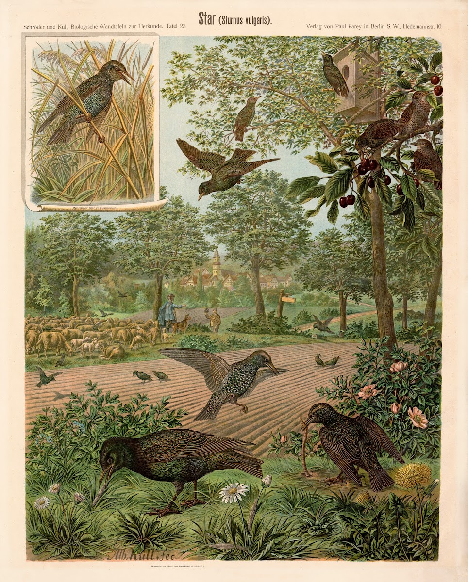 Starling Sturnus vulgaris