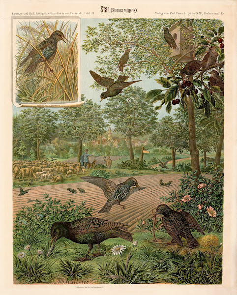 Starling Sturnus vulgaris