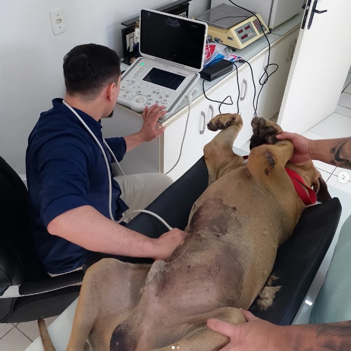 Consulta Veterinária