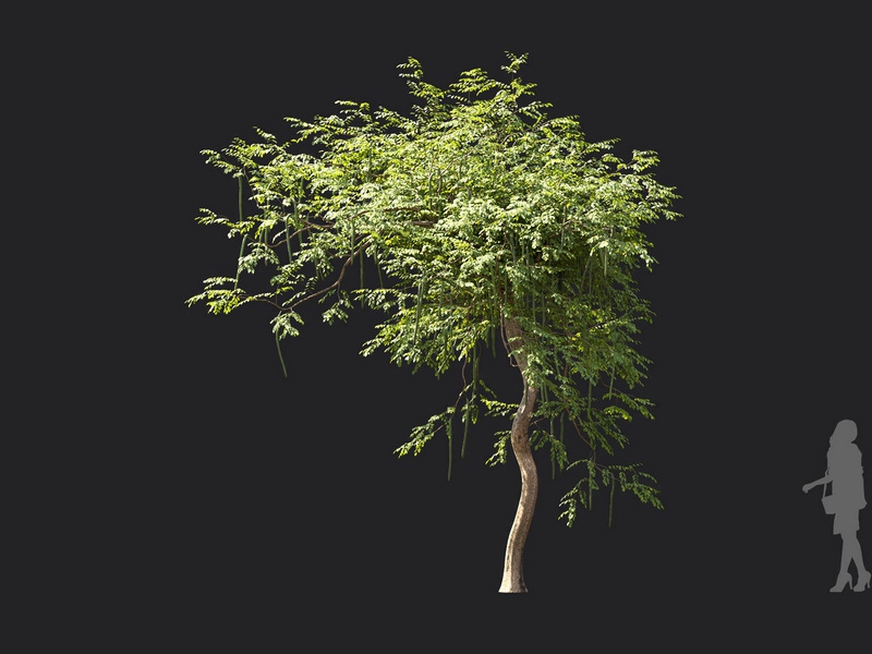 Maxtree - Plant Models Vol.119