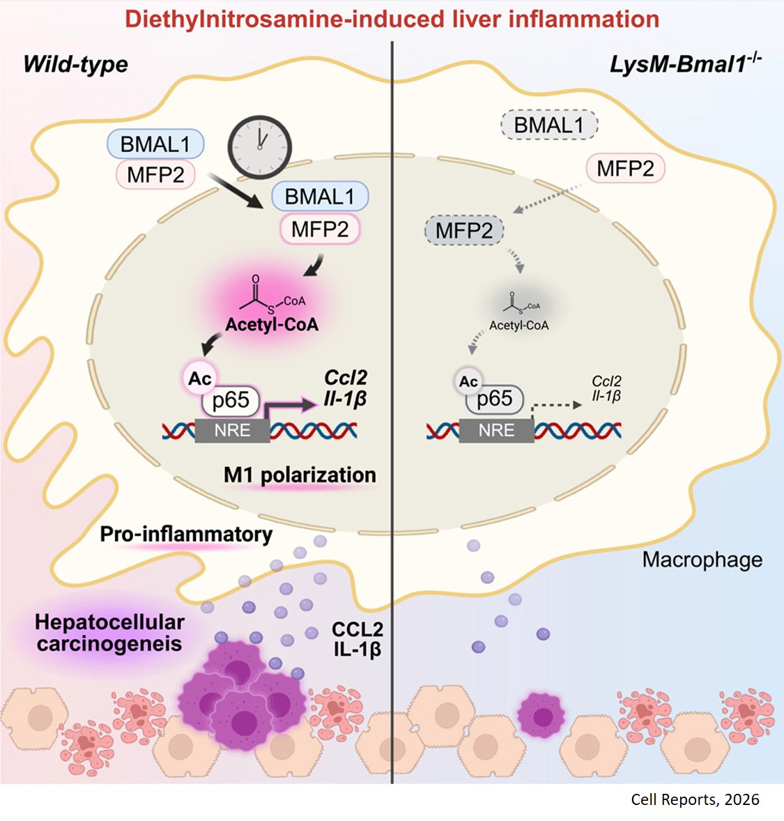 The circadian clock component BMAL1 enhances macrophage inflammation by nuclear translocation of peroxisomal β-oxidation enzyme MFP2