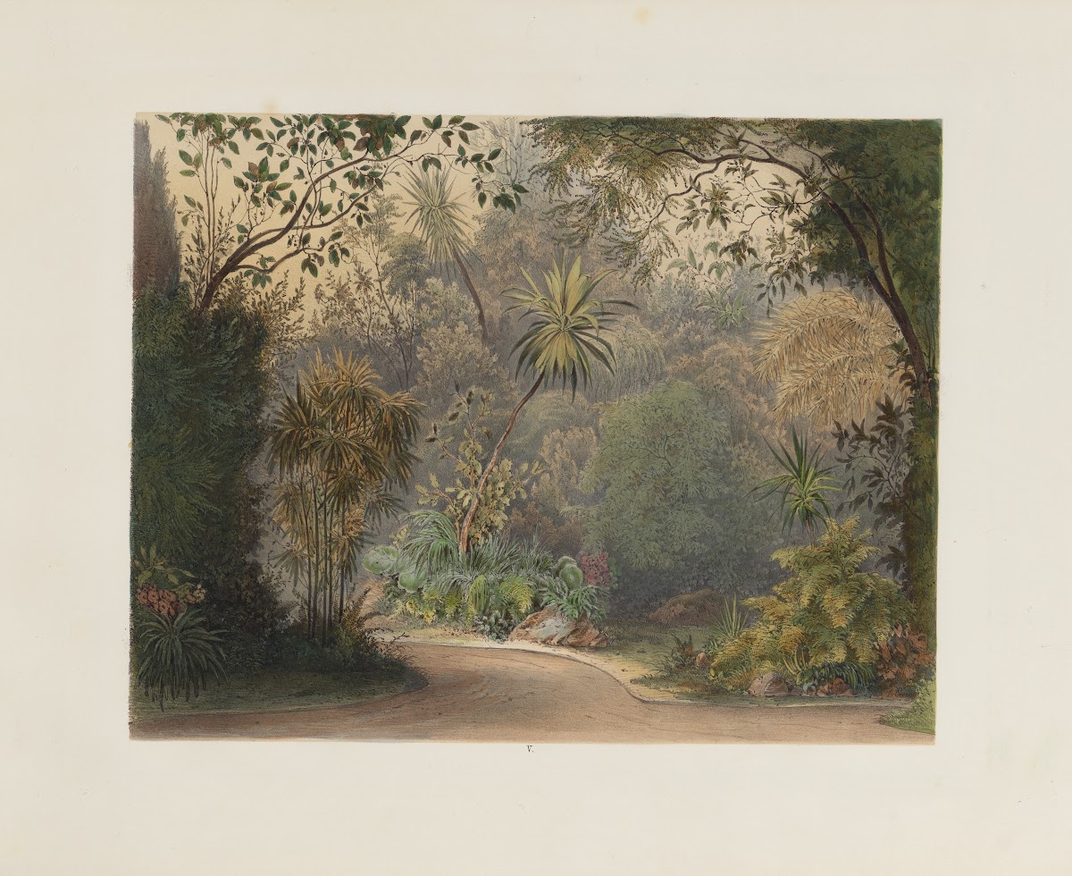Der Wintergarten in der kaiserlichen königlichen Hofburg zu Wien Pl05 1852