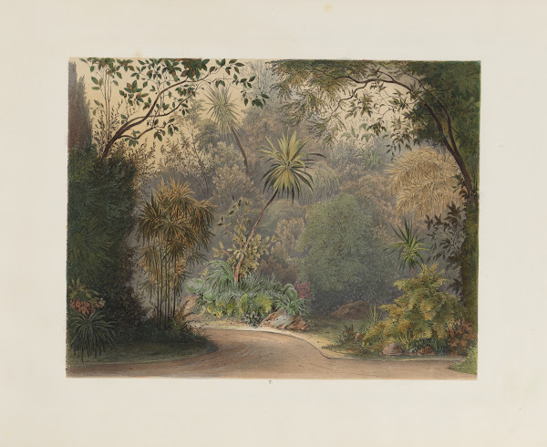 Der Wintergarten in der kaiserlichen königlichen Hofburg zu Wien Pl05 1852