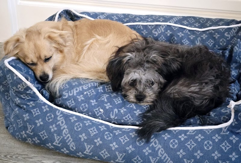 Customer photo · DearDoggo