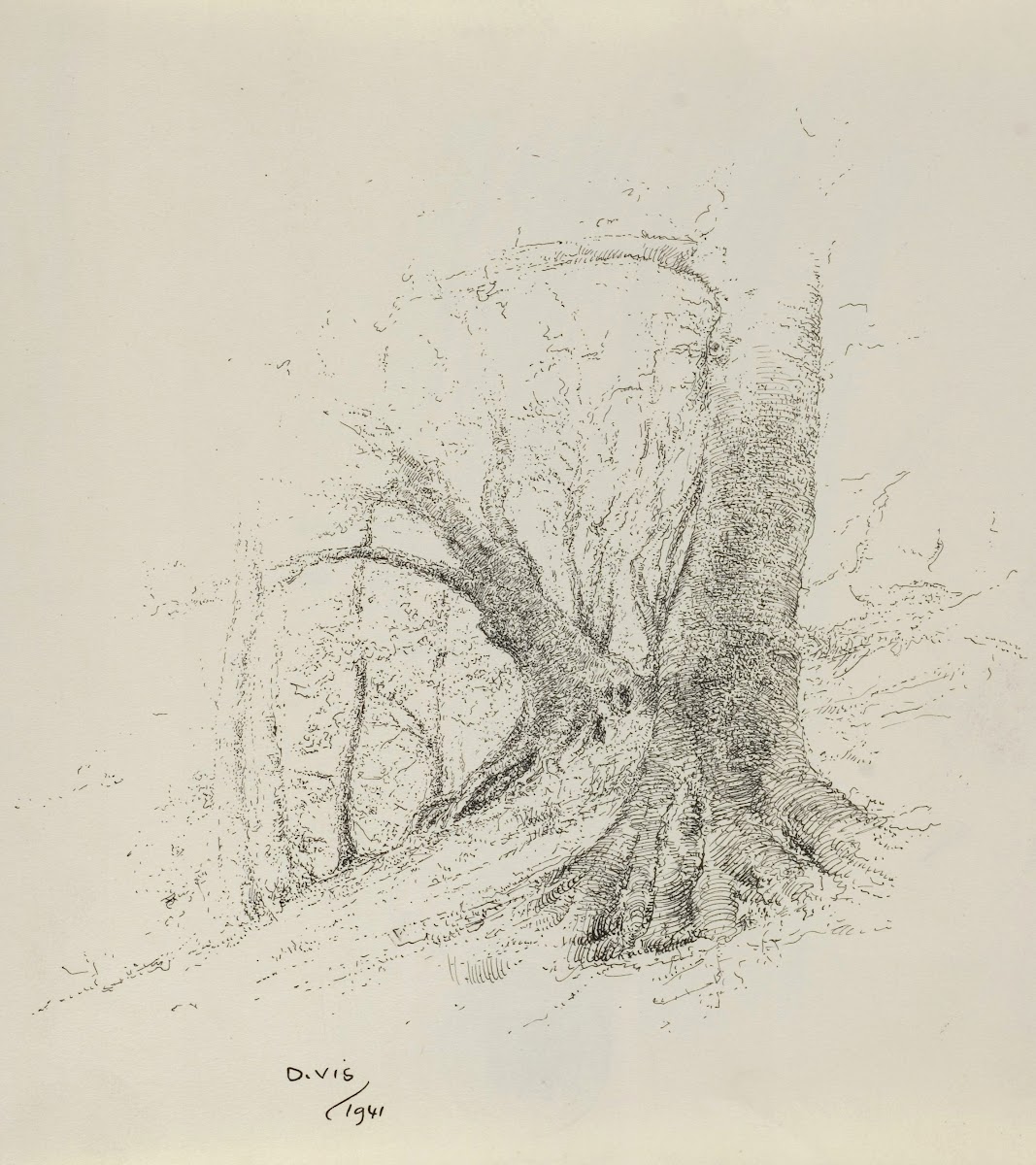 Bergen  Wimmenum  zware bomen aan de duinrand 1941