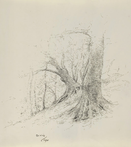 Bergen  Wimmenum  zware bomen aan de duinrand 1941