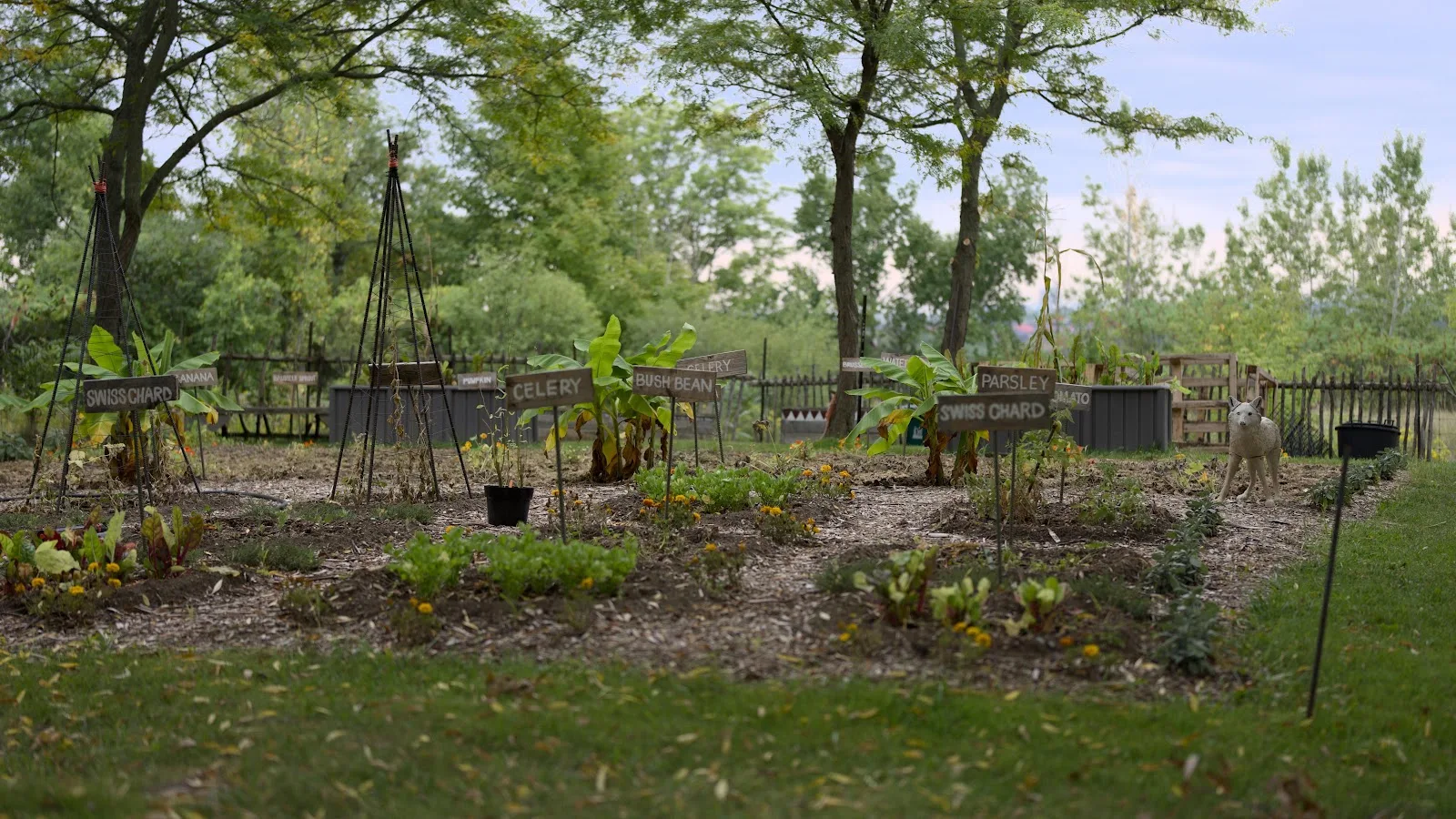 Lush Community Vegetable Garden - Outdoor Photography 5K Wallpaper (6016x3384)