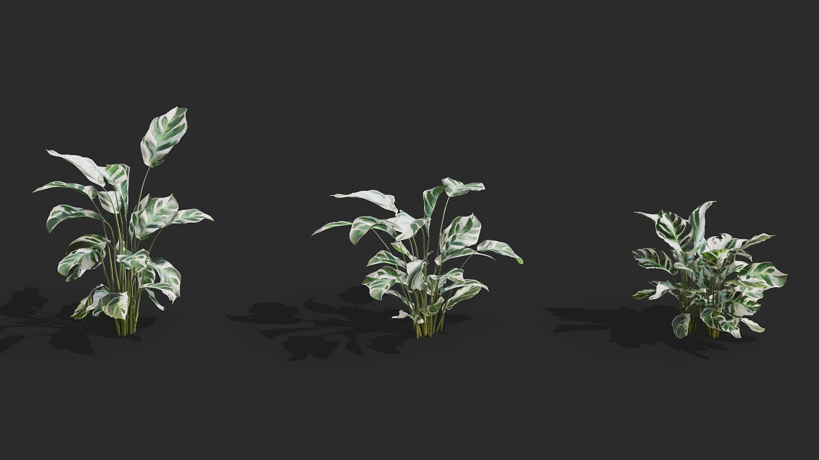 Maxtree - Plant Models Vol.62