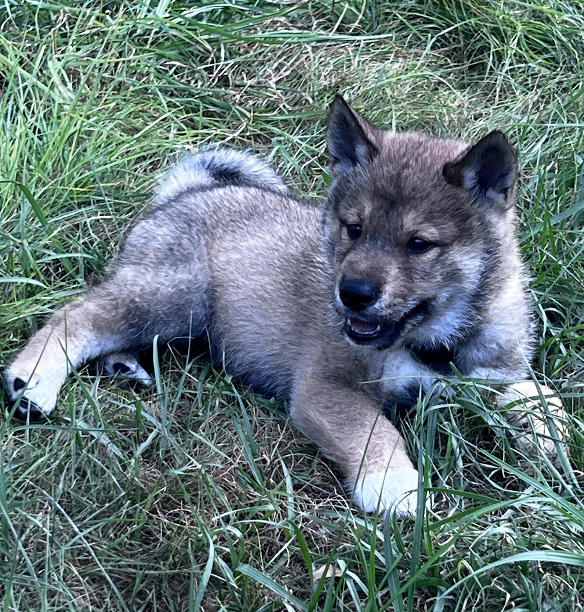 Shikoku puppy photo