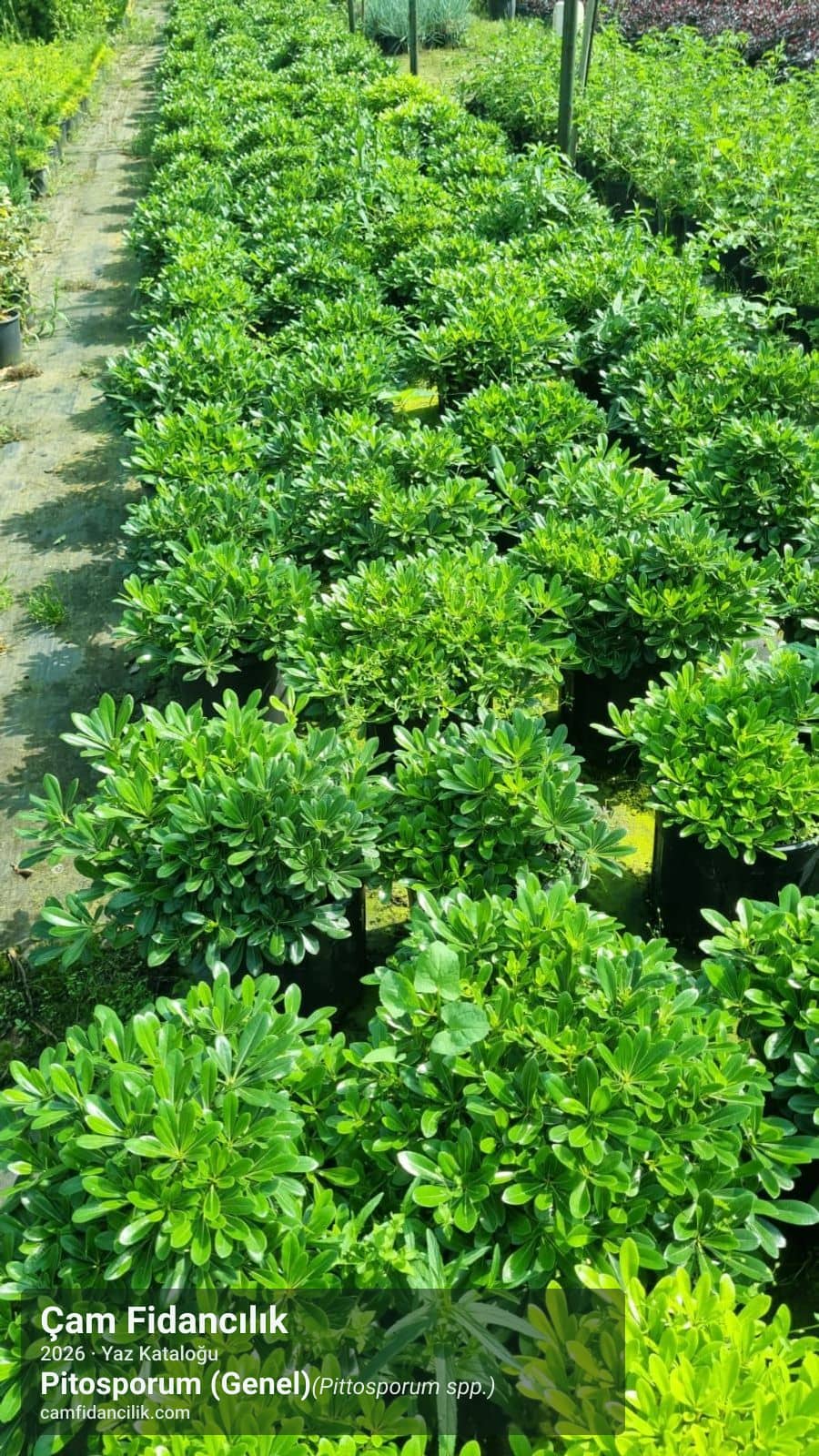Pitosporum (Genel) - Pittosporum spp. Çam Fidancılık Yalova foto 2
