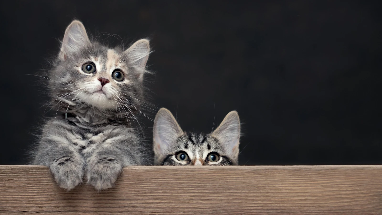 Two Fluffy Kittens Peeking Over Wood - Pet Photography 4K Wallpaper (3840x2160)