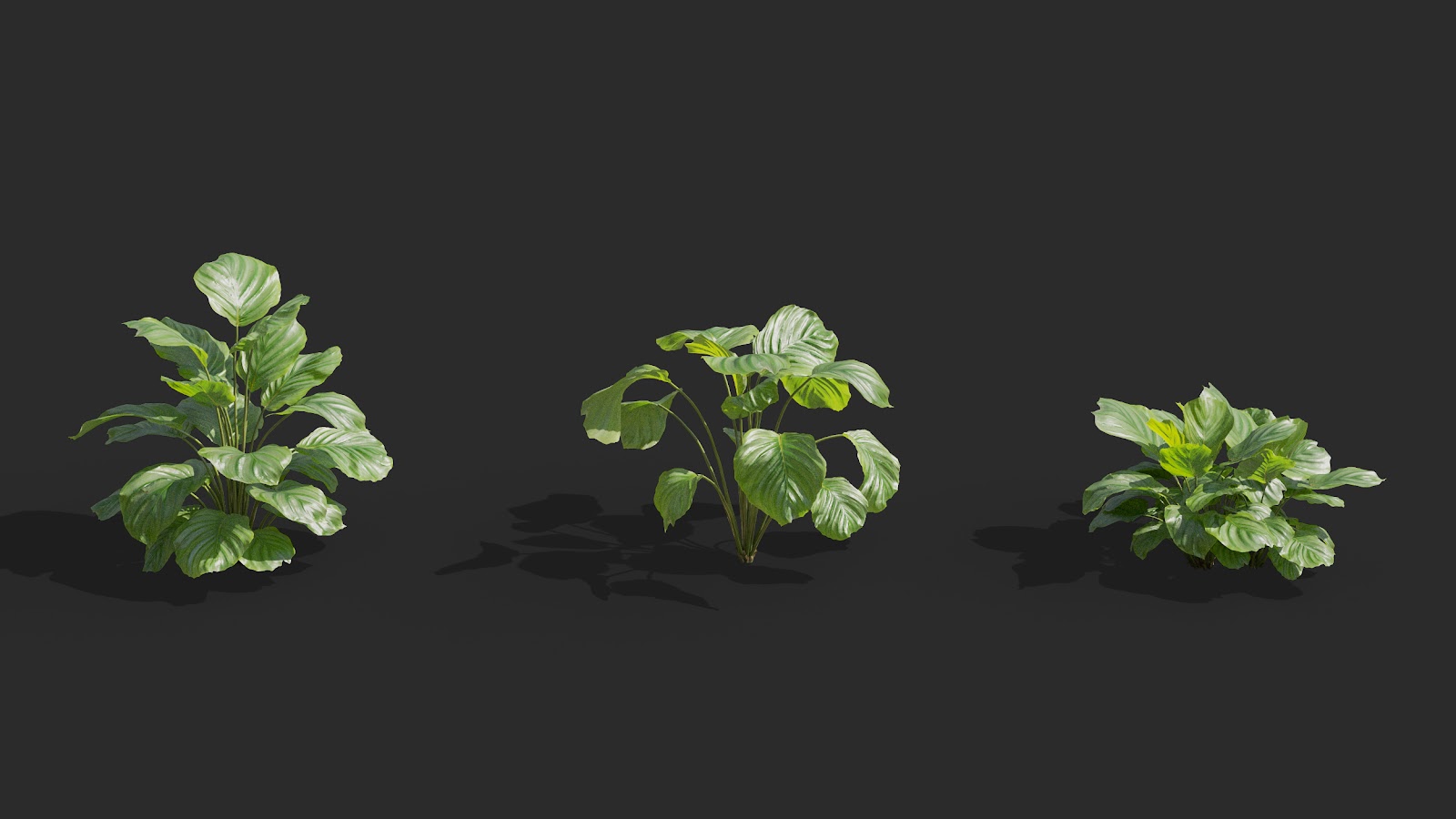 Maxtree - Plant Models Vol.62