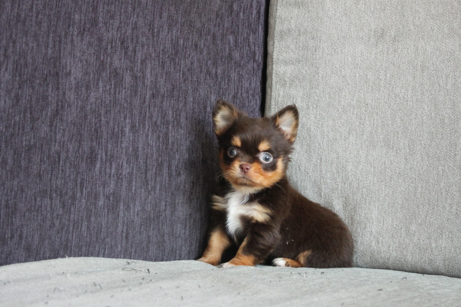 1/25出生 高端優質迷你長毛吉娃娃巧克力四目妹妹