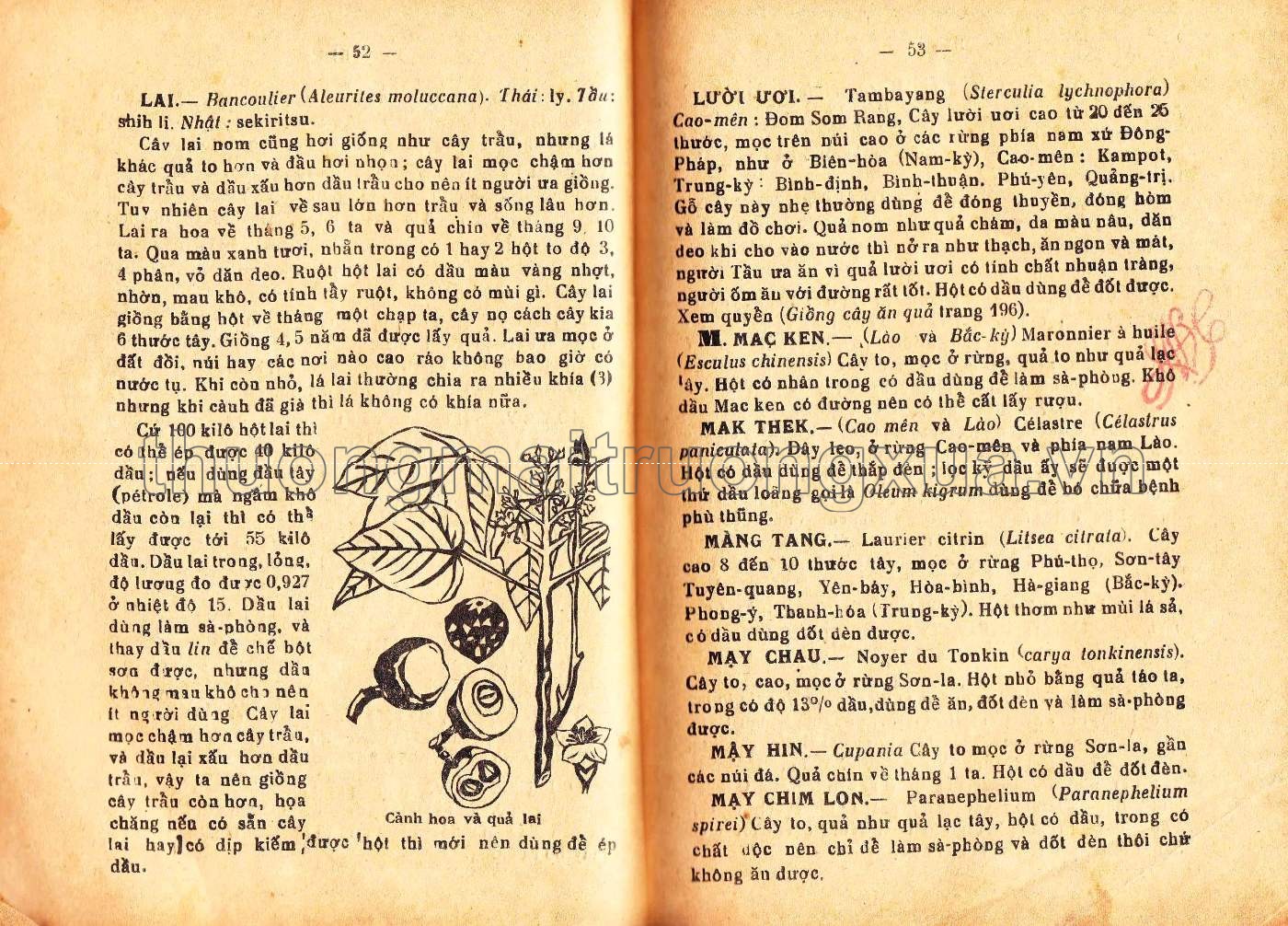 Cây dùng trong kỹ nghệ (1942) - Trang 32