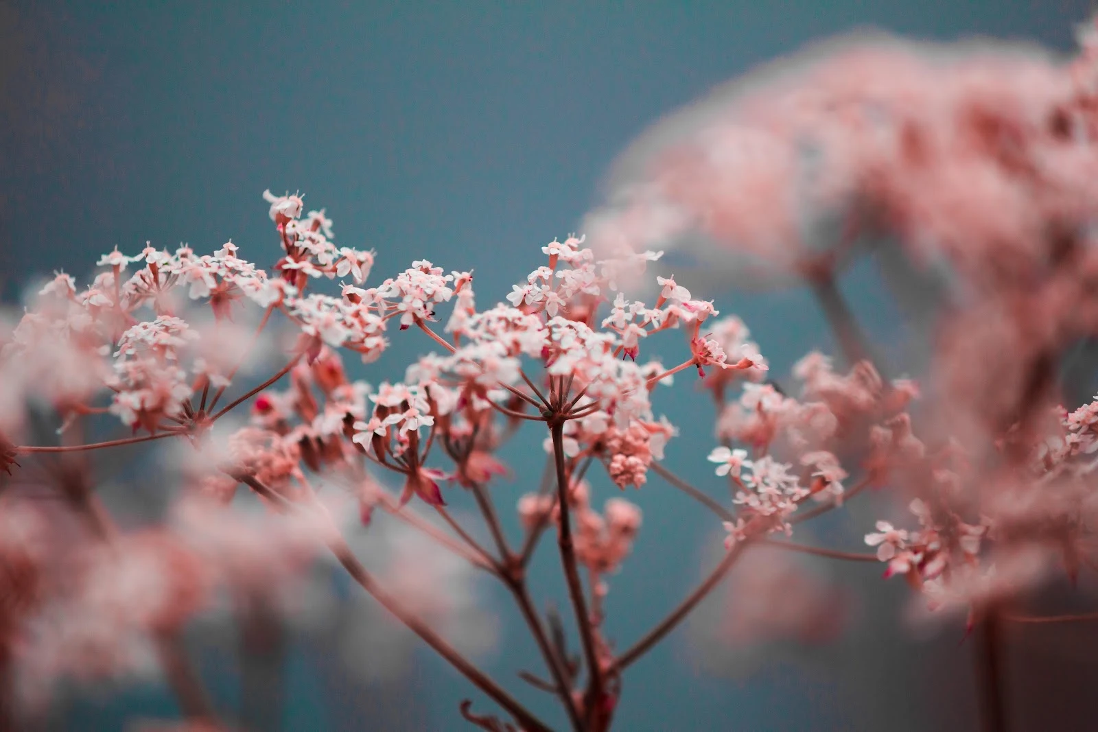 Soft Pink Wildflower Blossoms - Macro Photography 5K Wallpaper (5184x3456)