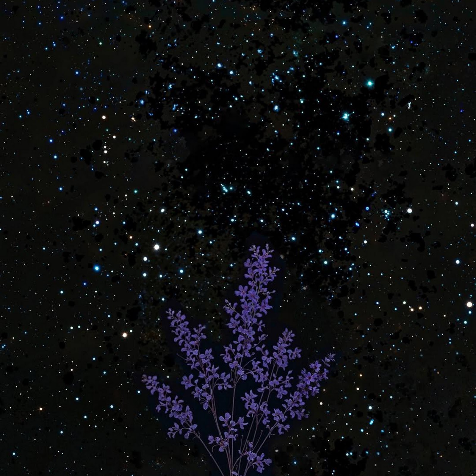 Download Night Sky, Lavender, Bouquet, Stars Full HD iPhone