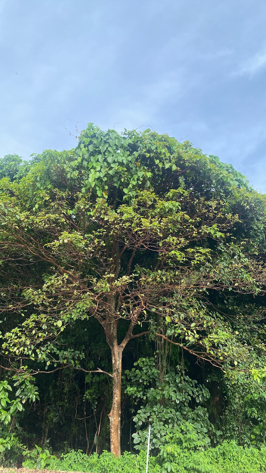 Galeri Foto Teluk Sirih