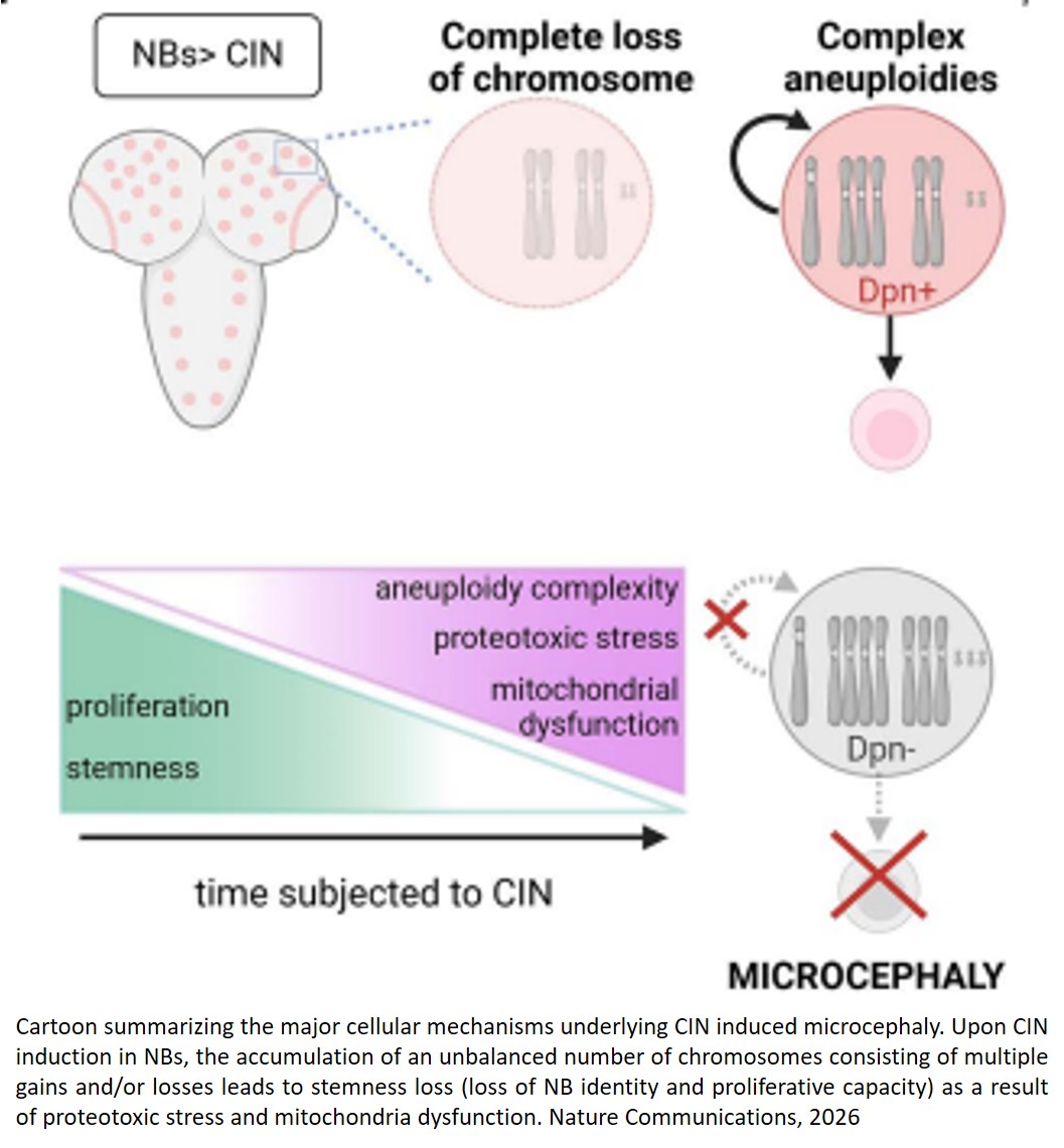 Proteostasis failure and mitochondrial dysfunction contribute to chromosomal instability-induced microcephaly
