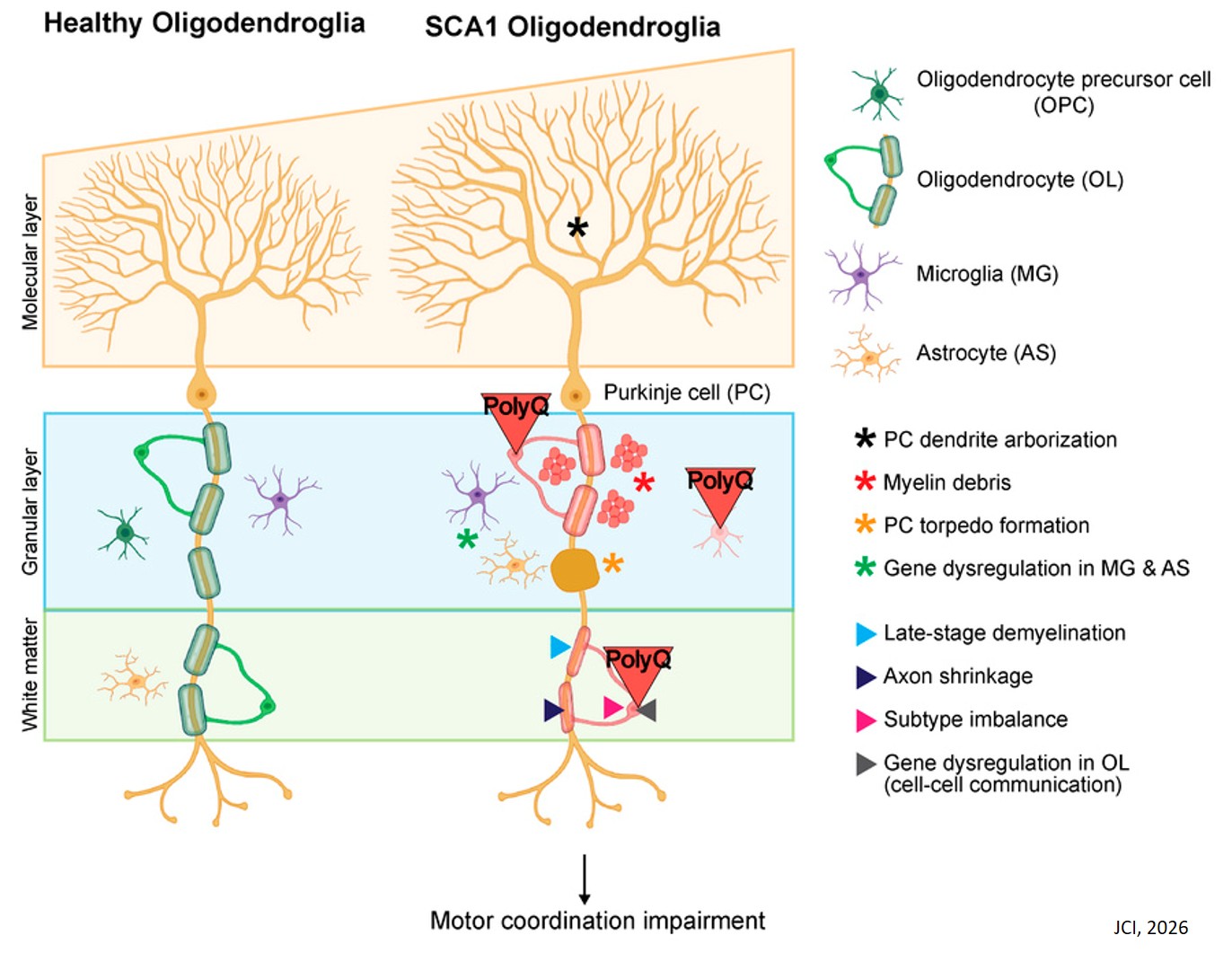 Oligodendrocyte dysfunction contributes to motor deficits and Purkinje cell axonopathy in spinocerebellar ataxia type 1