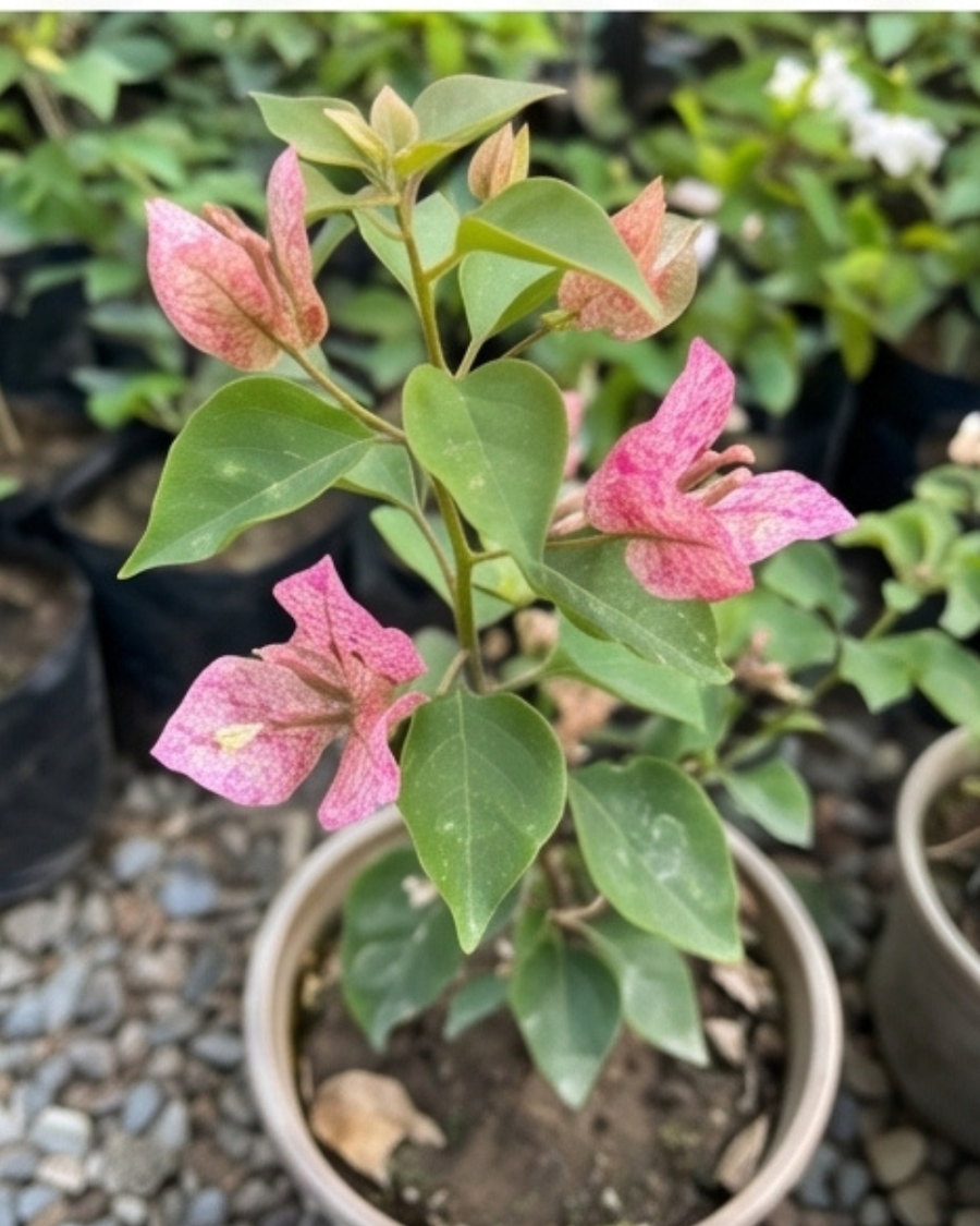 Imported Kristina Bougainvillea Plant — view 4