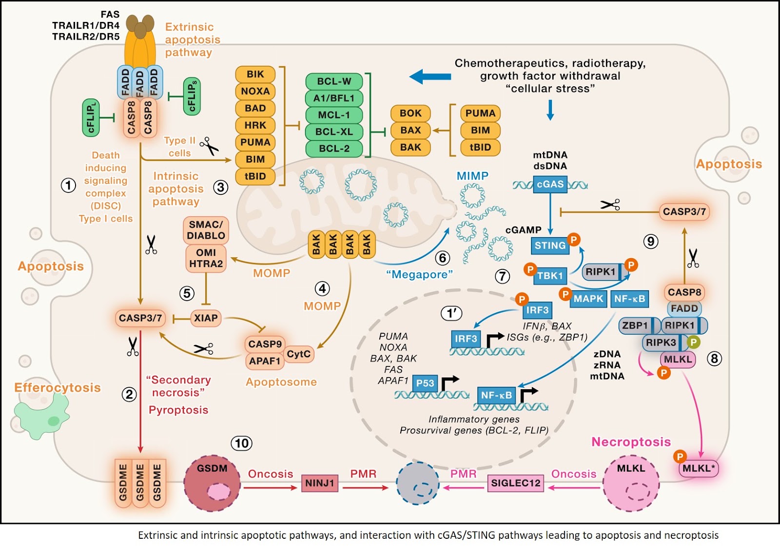 Cell death in cancer