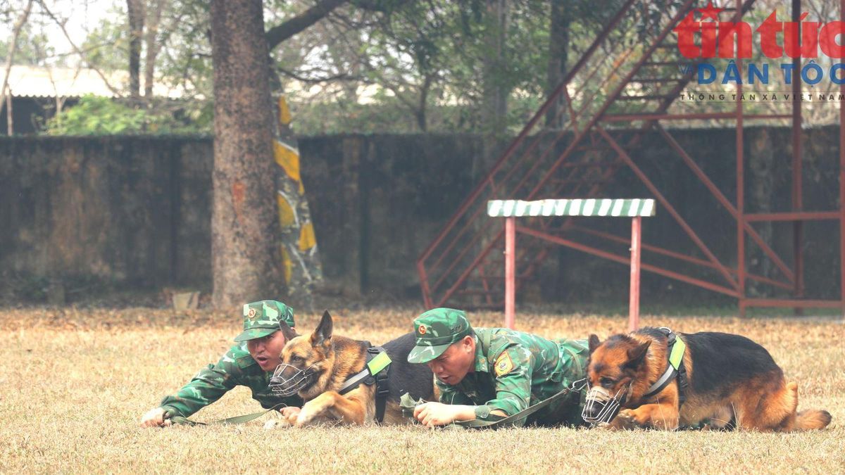 Nơi đào tạo, huấn luyện, sử dụng chó nghiệp vụ phục vụ chiến đấu và cứu nạn - Báo Tin Tức TTXVN
