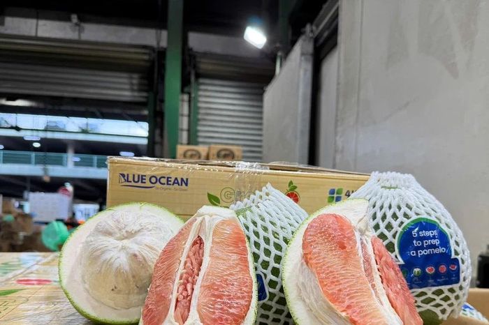 Bưởi Việt chính thức 'đặt chân' Australia, bước ngoặt cho nông sản xuất khẩu - Báo Tri thức &amp; Cuộc sống