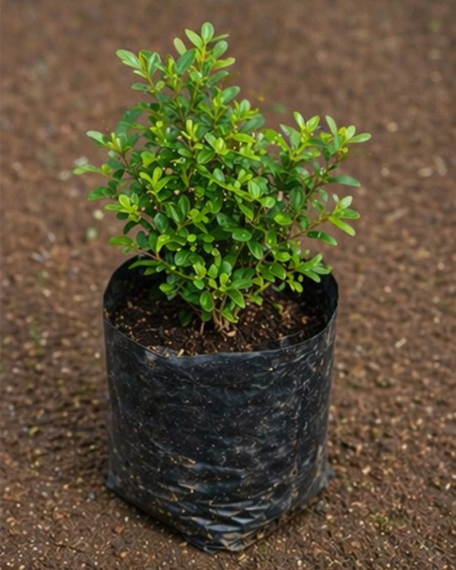 Kamini Table Plant — view 4