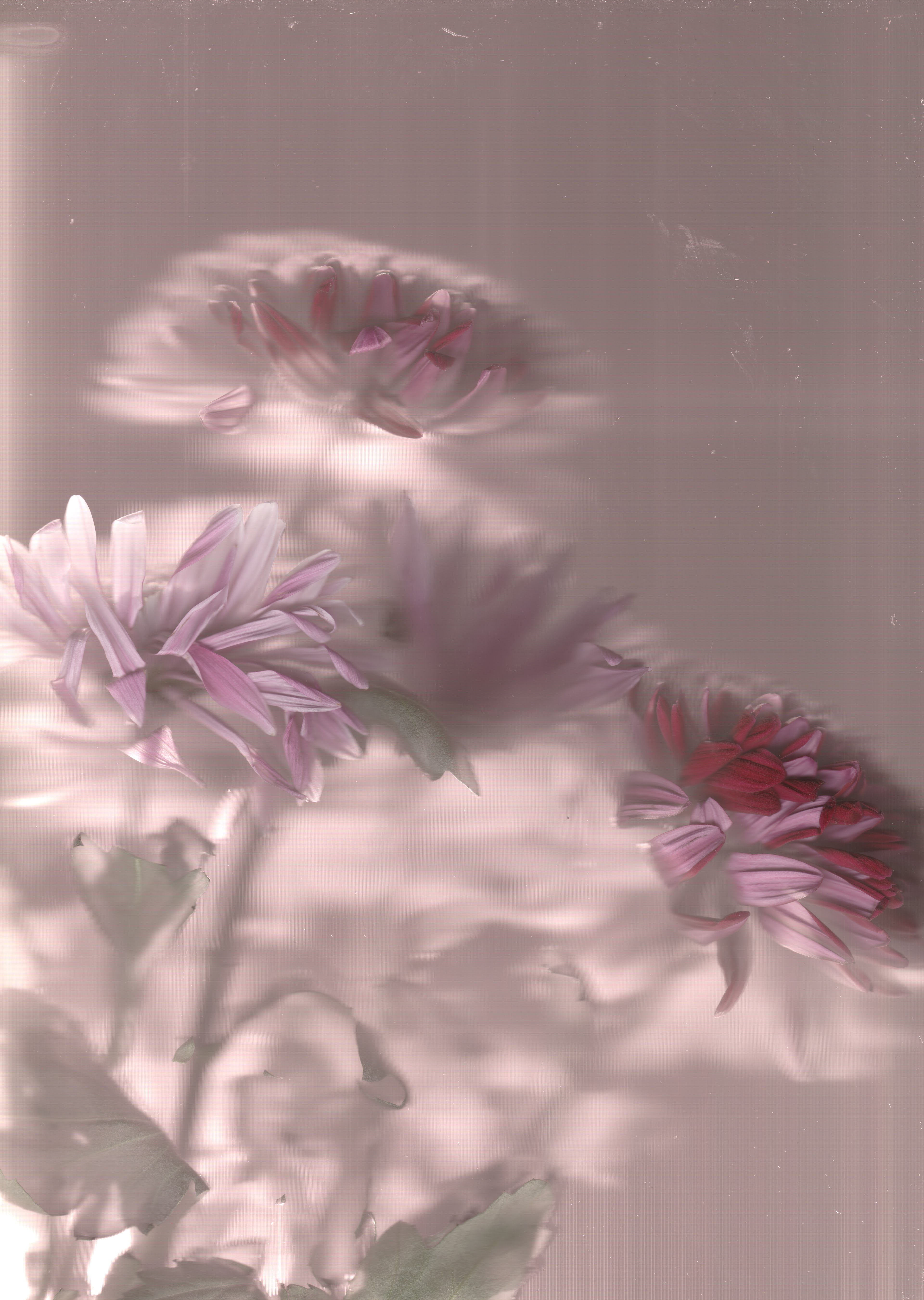 Pink No. 4 — original botanical scanography fine art print by Zoey Solomon