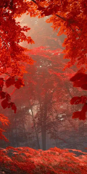 Fall, Autumn, Autumn Leaf Color, Leaf, Nature Full HD iPhone Wallpaper Background