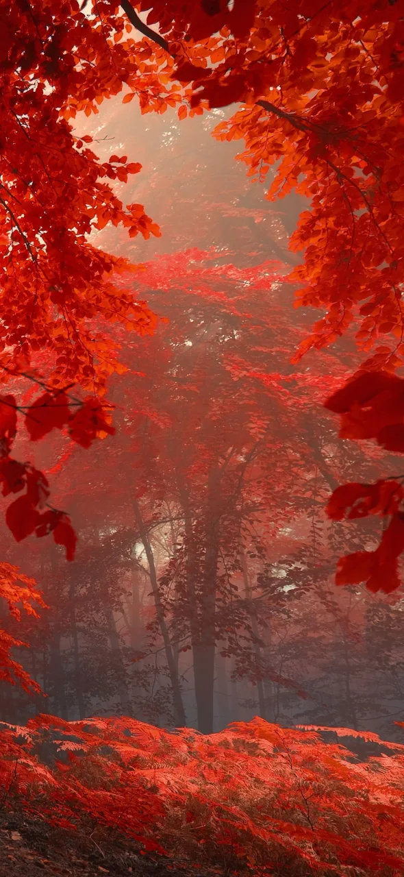 Fall, Autumn, Autumn Leaf Color, Leaf, Nature Full HD iPhone Phone Wallpaper