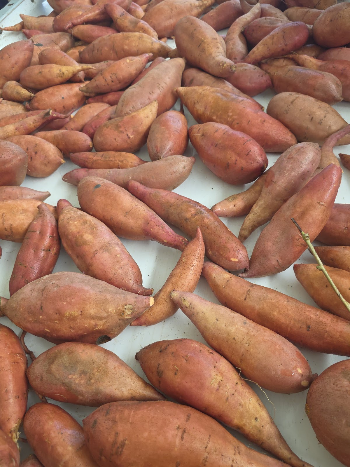 SANAM sweet potato washing line — air-bubble wash sink fabricated in Egypt