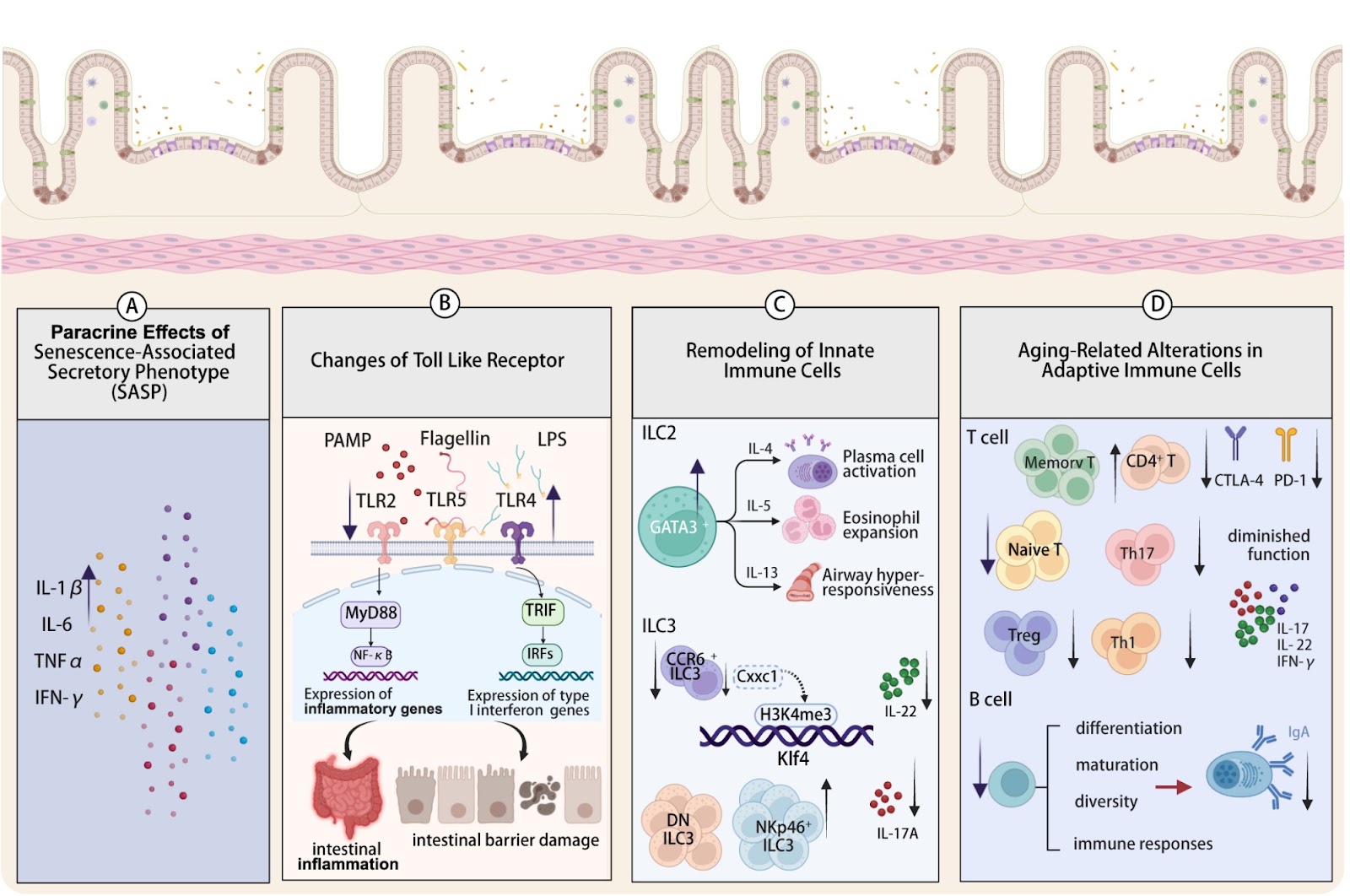 Intestinal aging-related immune dysfunction: mechanisms and interventions
