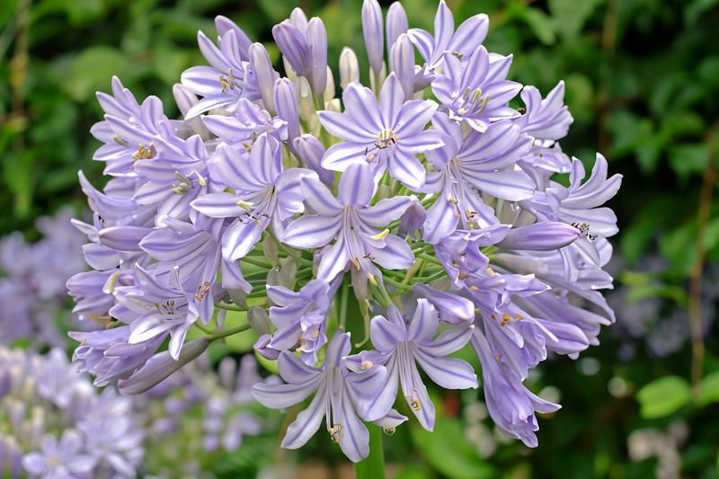 Agapanthus 'Glenavon' in fiore, composizione da giardino con fiori azzurri