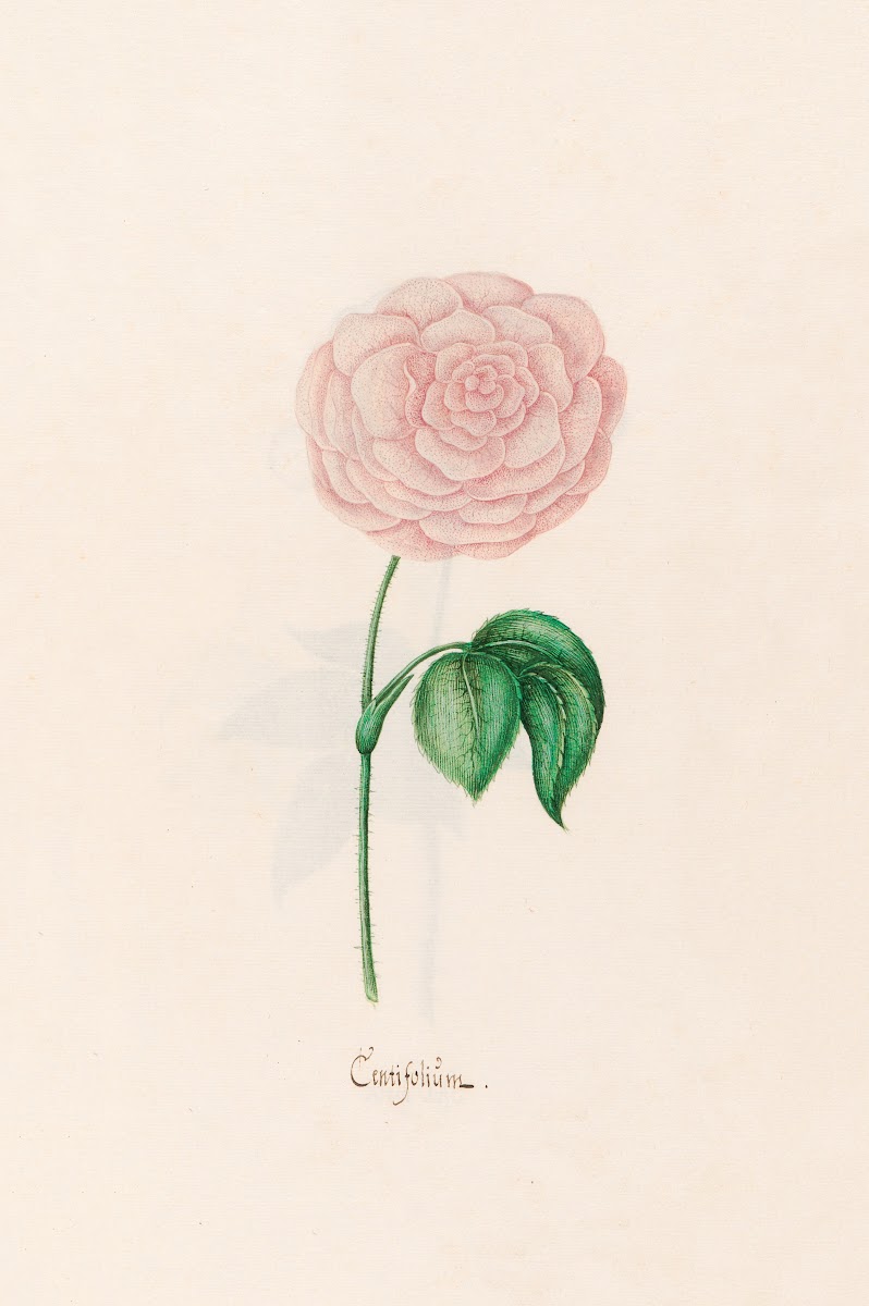 Centifoliüm 1692
