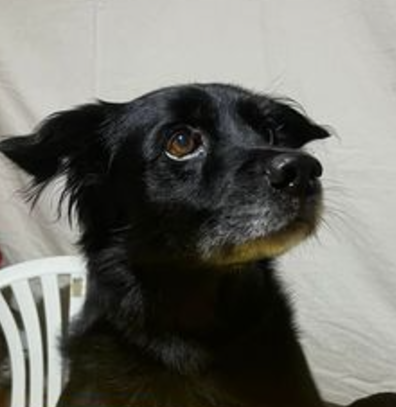 REX