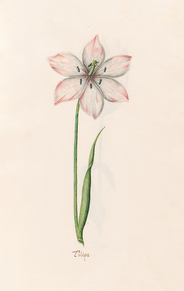 Tülipa 1692
