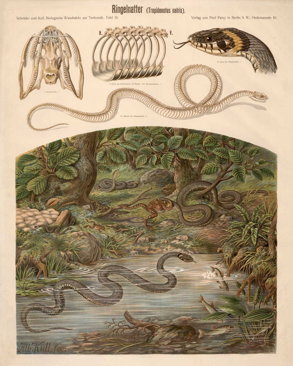 Grass snake Tropidonotus natrix