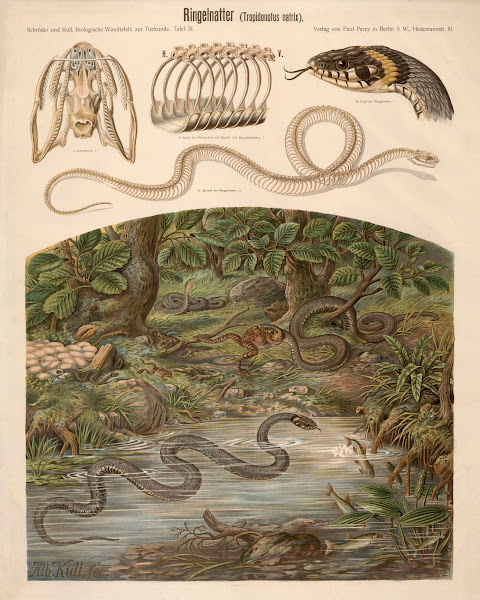 Grass snake Tropidonotus natrix