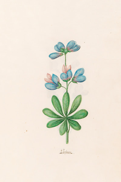 Lüpinen 1692