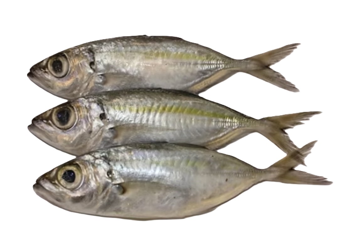 Fish Big Eye