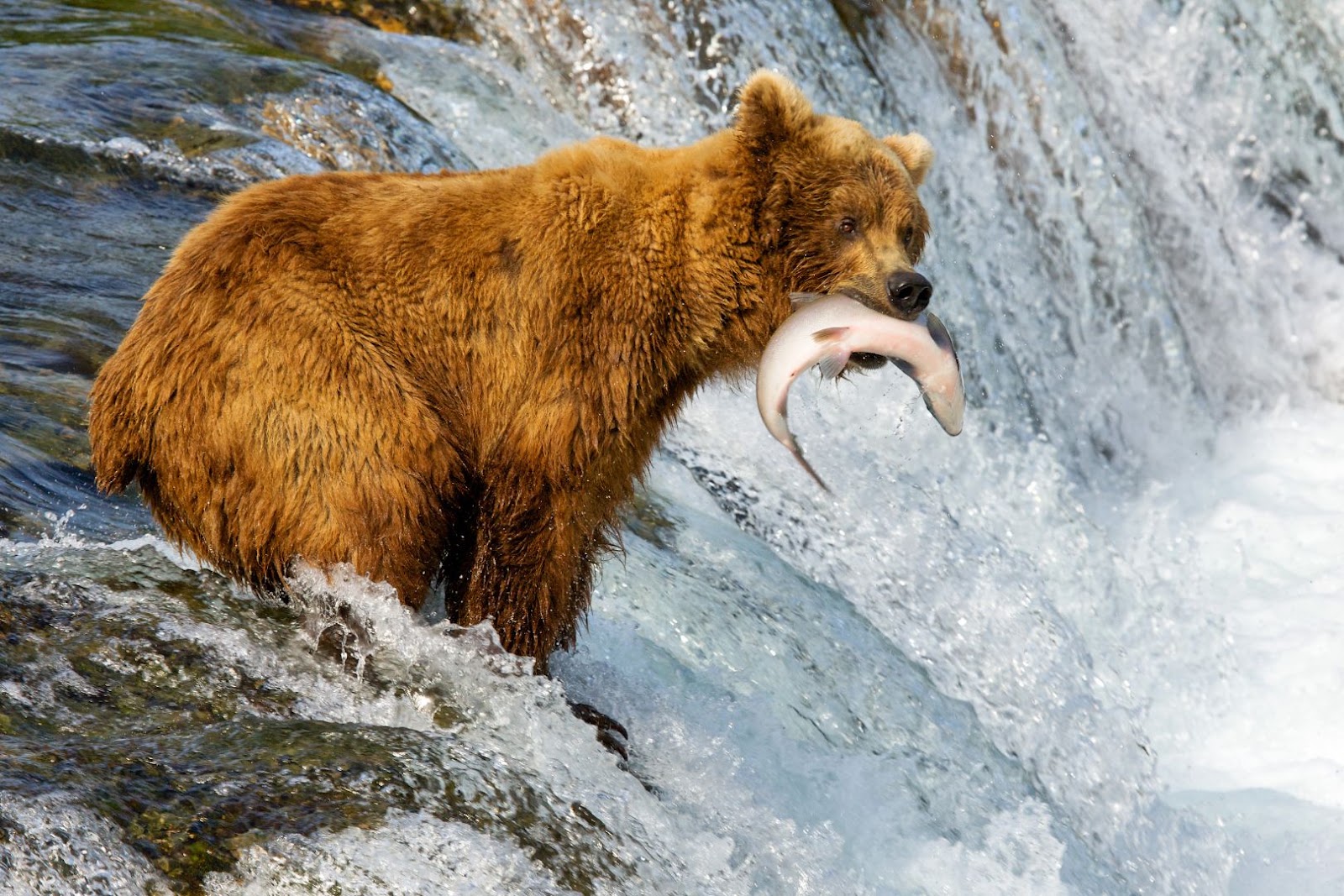 Brown bear catching salmon in a rushing Alaska river surrounded by wilderness.
